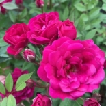 Роза миниатюрная Fiesta Ruby (Фиеста Руби)