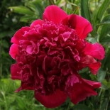 Пион молочноцветковый Adolphe Rousseau (Адольф Руссо)