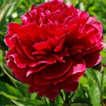 Пион молочноцветковый Red Sarah Bernhardt (Ред Сара Бернард)