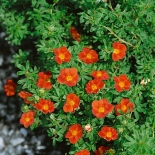 Лапчатка кустарниковая Marian Red Robin (Мэрион Ред Робин)