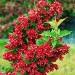 Вейгела цветущая Red Prince (Ред Принс)