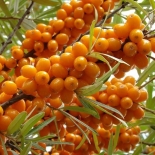 Облепиха крушиновидная Friesdorfer Orange (Фрайсдорфер Оранж)(Ж)
