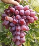 Виноград сорт Атаман