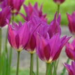 Тюльпан лилиецветный Purple Deam (Пепл Дрим)