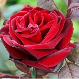 Роза чайно-гибридная Barkarole (Баркарола)