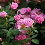 Роза миниатюрная Belle Symphonie (Бель Симфони)