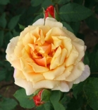Роза кустовая Caramella (Карамелла)