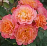 Роза кустовая LandLust (Ландлюст)