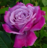 Роза чайно-гибридная Blue River (Блю Ривер)