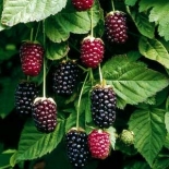 Ежемалина Boysenberries (Бойсенберри)