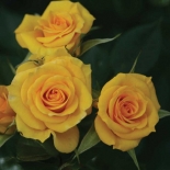 Роза миниатюрная Flower Power Gold (Флауэр Пауэр Голд)