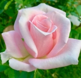 Роза чайно-гибридная  Marchenkonigin (Мерхекёнигин)
