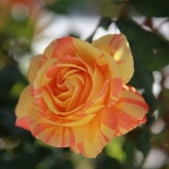 Роза чайно-гибридная Marvelle (Марвел)