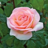 Роза чайно-гибридная Prince Jardinier (Принц Жрдин)