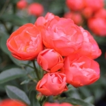 Роза полиантовая Vatertag (Ватертаг)
