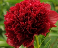 Пион молочноцветковый Red Grace (Ред Грейс)