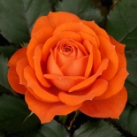 Роза миниатюрная Orange Jewel (Оранж Джувел)