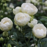 Роза полиантовая Sneprinsesse (Шнепринцес)