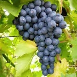Виноград сорт Черный изумруд (кишмиш)
