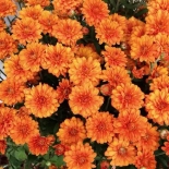 Хризантема мультифлора Orange Star (Оранж Стар)