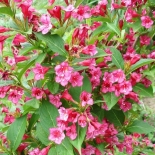 Вейгела цветущая Bristol Ruby (Бристоль Руби)