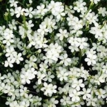 Гвоздика|Гвоздика травянка White (Вайт)