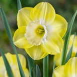 Нарцисс крупноцветковый Avalon (Авалон)