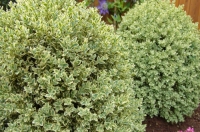 Самшит вечнозелёный Elegantissima (Элегантиссима)