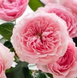 Роза английская Mayra s Rose (Майра Роуз)