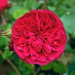 Роза кустовая Red Leonardo da Vinci