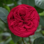 Роза чайно-гибридная Red Piano (Ред Пиано)