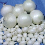 Лук севок Стардаст белый (21/24) 0.5 кг