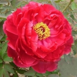 Пион древовидный Red Shandong Lotus (Ред Лотус)