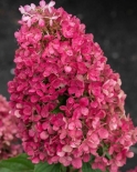 Гортензия метельчатая Rasberry Pink (Распбери Пинк)