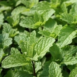 Мята Japanische Mojito Minze (Джапаниш Мохито Минце)