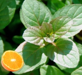 Мята Orangenminze (Апельсиновая)