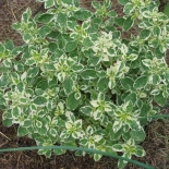 Душица обыкновенная Variegata (Вариегата)