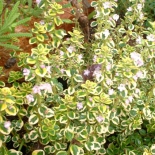 Тимьян лимоннопахнущий Lemon Variegata (Лимон Вариегата)