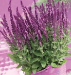 Шалфей дубравный Sensation Compact Bright Rose