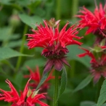 Монарда гибридная Gardenview Scarlet (Гарденвю Скарлет)