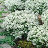 Тимьян ранний Albiflorus (Альбифлорус)