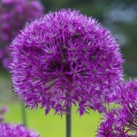 Лук декоративный Purple Sensation (Перпл Сенсейшн)