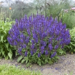 Шалфей дубравный Dwarf Queen Blue (Дварф Блю Квин)