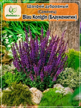 Шалфей дубравный Blau Konigin (Блаукенигин)